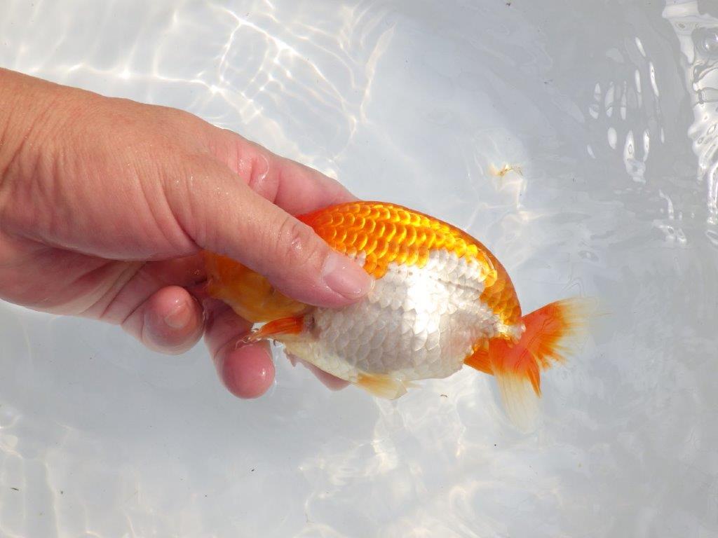 【 鉄板！！】背腰が綺麗で水槽映えらんちゅう　東大関系統　約15,5㎝  メス？