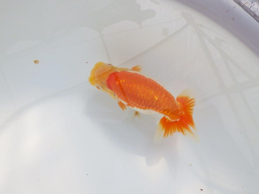 【 鉄板！！】背腰が綺麗で水槽映えらんちゅう　東大関系統　約15,5㎝  メス？