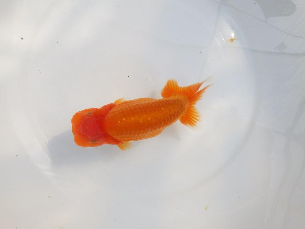 【 鉄板！！】大迫力のサイズ感のらんちゅう　東大関系統　約16,5㎝  メス？