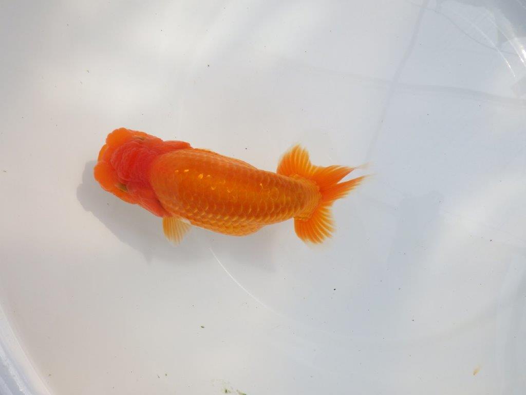 【 鉄板！！】大迫力のサイズ感のらんちゅう　東大関系統　約16,5㎝  メス？