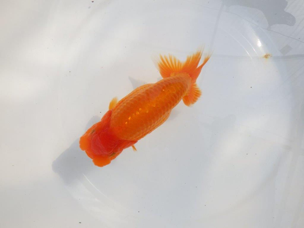 【 鉄板！！】大迫力のサイズ感のらんちゅう　東大関系統　約16,5㎝  メス？の上身