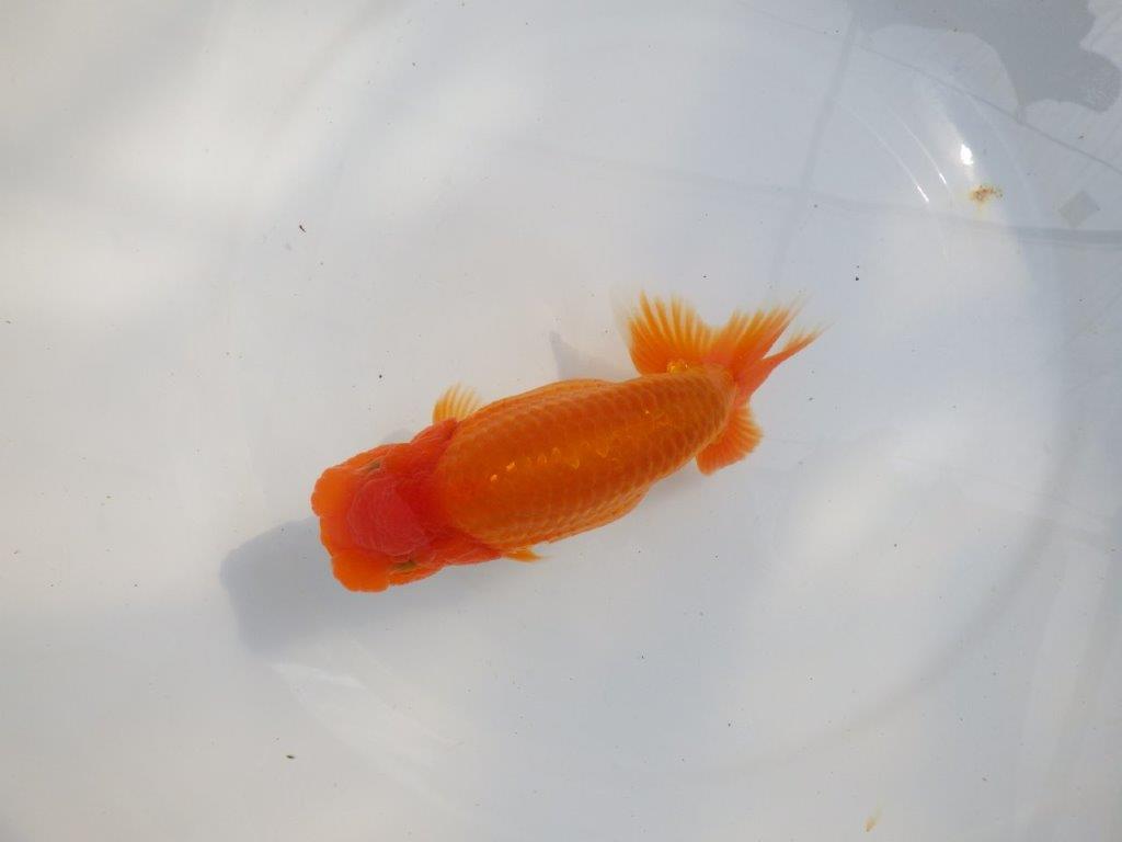 【 鉄板！！】大迫力のサイズ感のらんちゅう　東大関系統　約16,5㎝  メス？