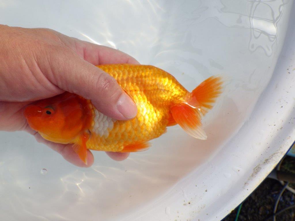 【 鉄板！！】大迫力のサイズ感のらんちゅう　東大関系統　約16,5㎝  メス？