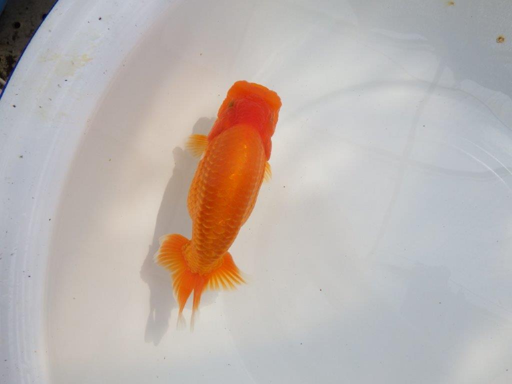 【 鉄板！！】大迫力のサイズ感のらんちゅう　東大関系統　約16,5㎝  メス？