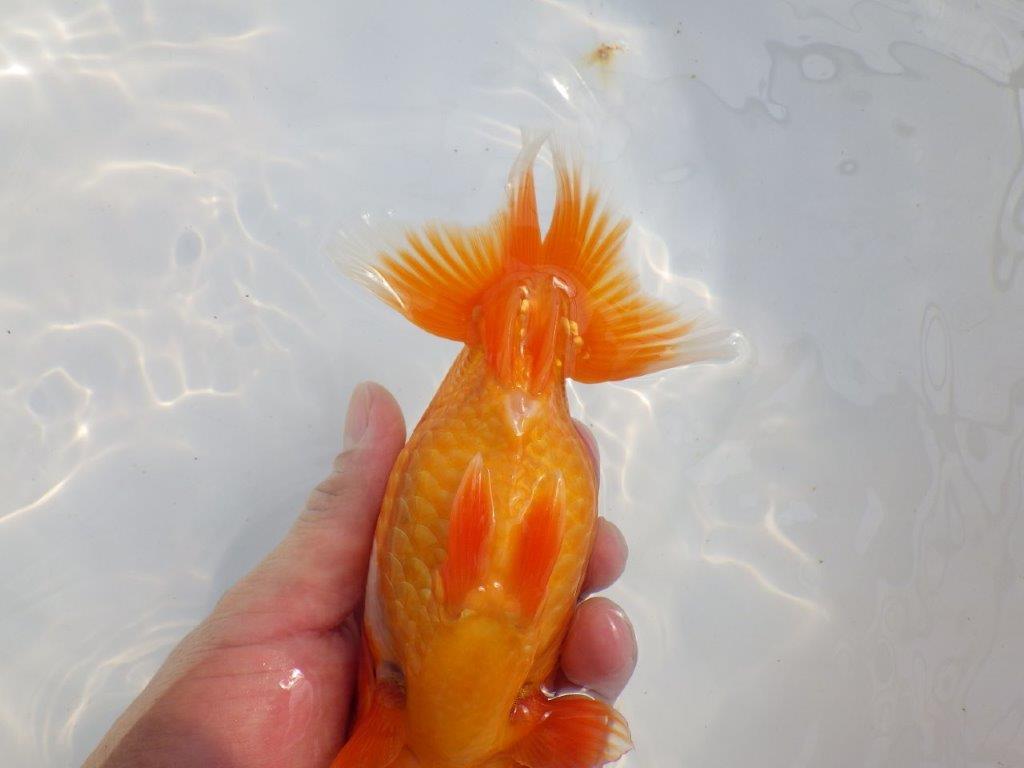 【 鉄板！！】大迫力のサイズ感のらんちゅう　東大関系統　約16,5㎝  メス？
