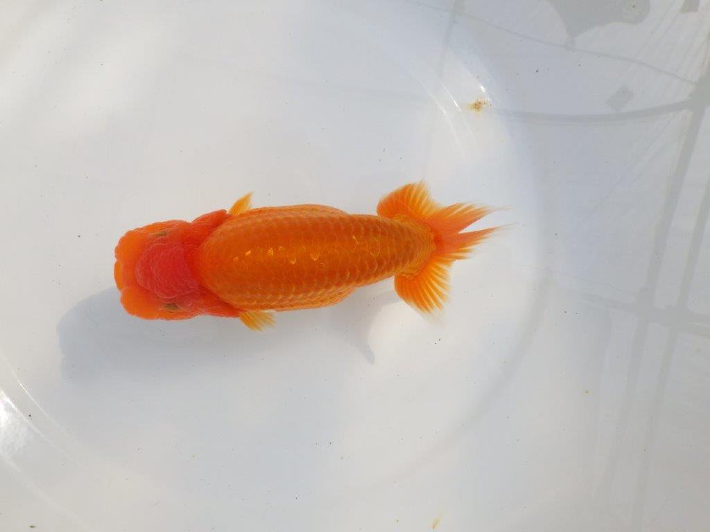 【 鉄板！！】大迫力のサイズ感のらんちゅう　東大関系統　約16,5㎝  メス？