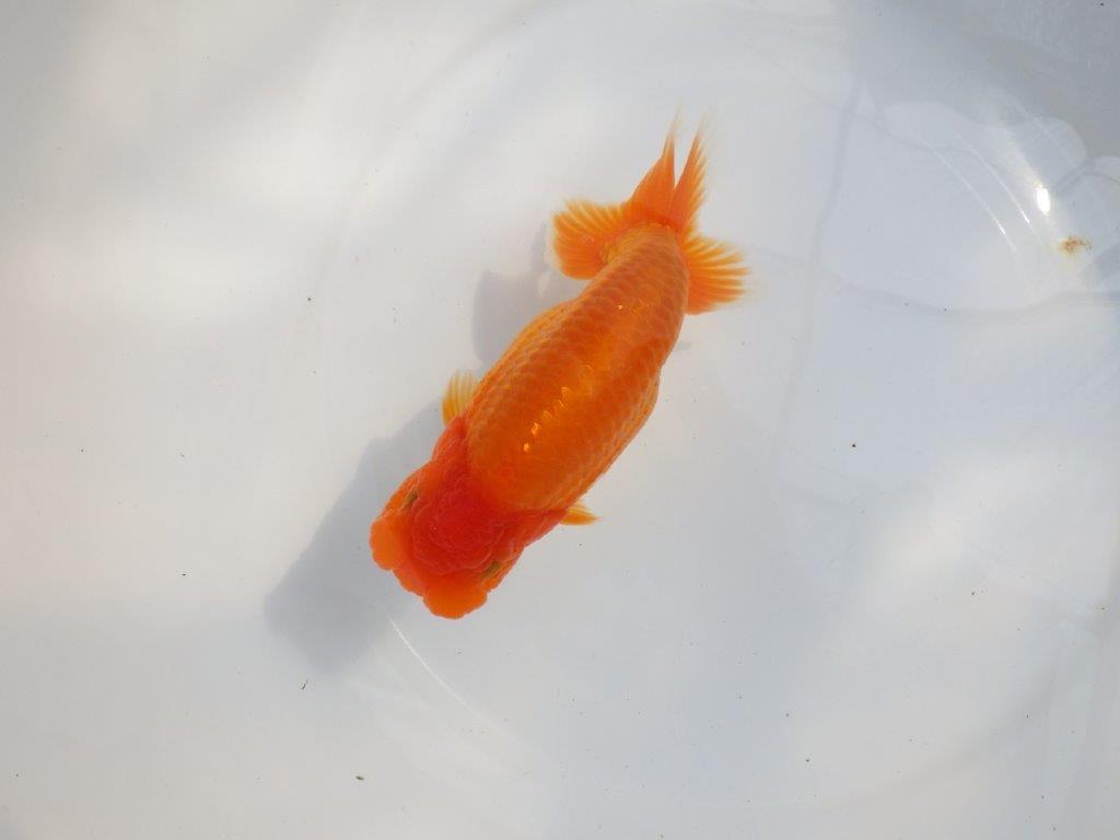 【 鉄板！！】大迫力のサイズ感のらんちゅう　東大関系統　約16,5㎝  メス？