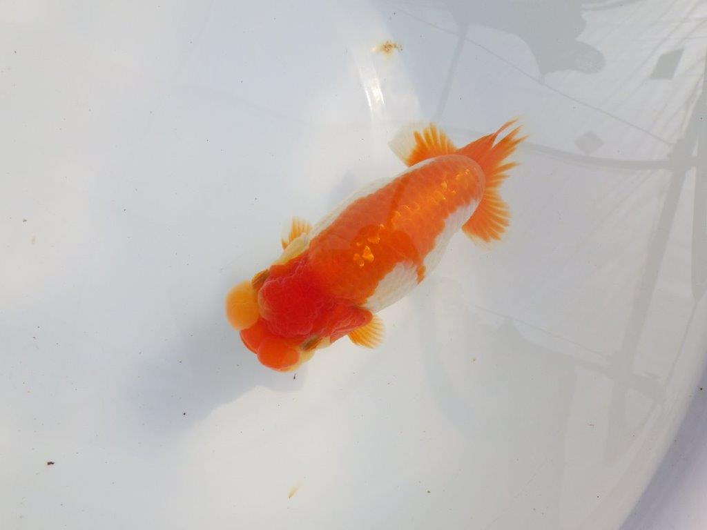 【 鉄板！！】素晴らしいフンタンの更紗らんちゅう　東大関系統　約15,5㎝  メス？