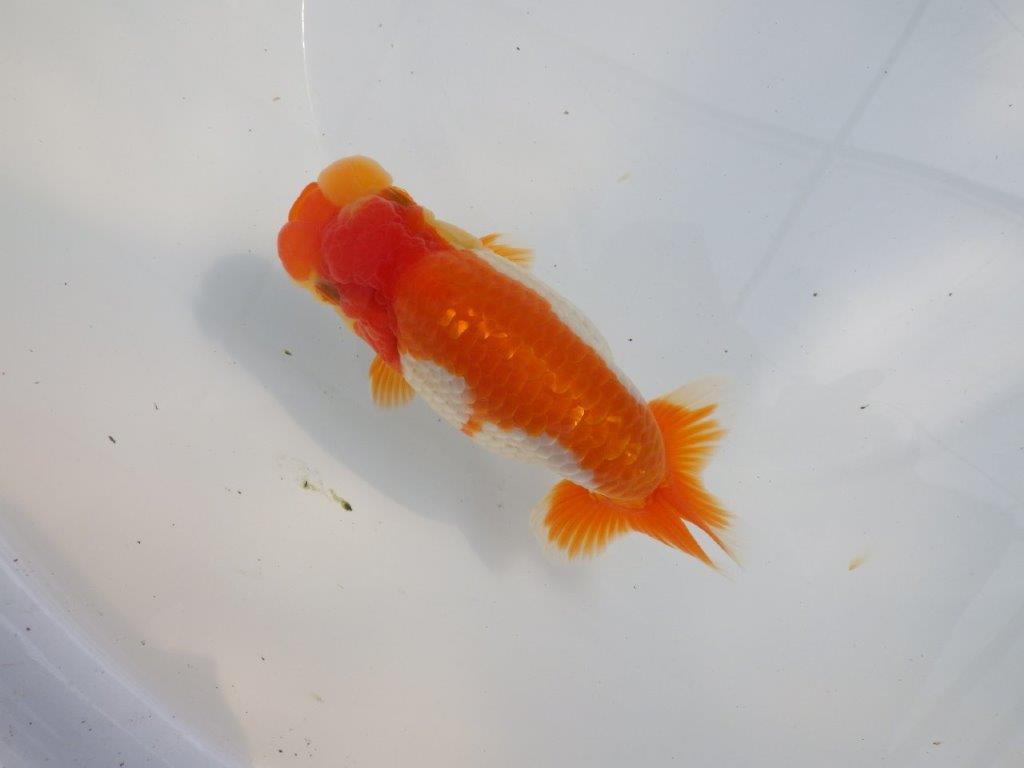 【 鉄板！！】素晴らしいフンタンの更紗らんちゅう　東大関系統　約15,5㎝  メス？の上身