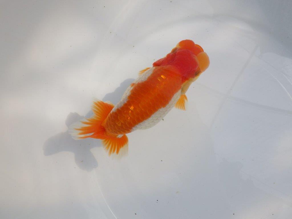【 鉄板！！】素晴らしいフンタンの更紗らんちゅう　東大関系統　約15,5㎝  メス？