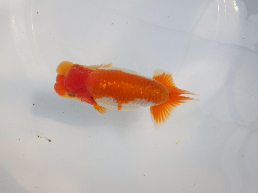 【 鉄板！！】素晴らしいフンタンの更紗らんちゅう　東大関系統　約15,5㎝  メス？