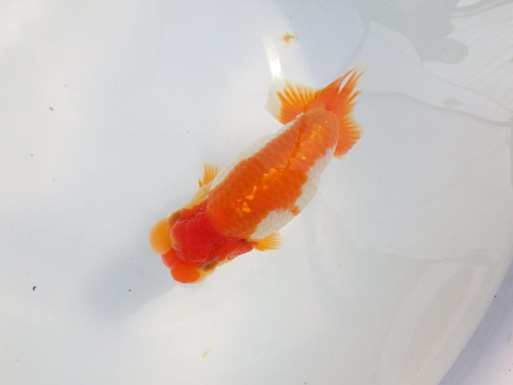 【 鉄板！！】素晴らしいフンタンの更紗らんちゅう　東大関系統　約15,5㎝  メス？