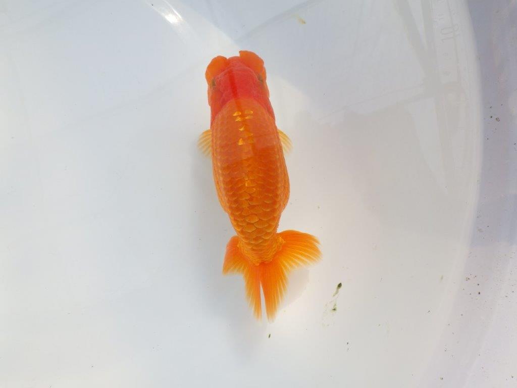 【 鉄板！！】フンタン＆胴つくりの良い更紗らんちゅう　東大関系統　約15㎝  メス？