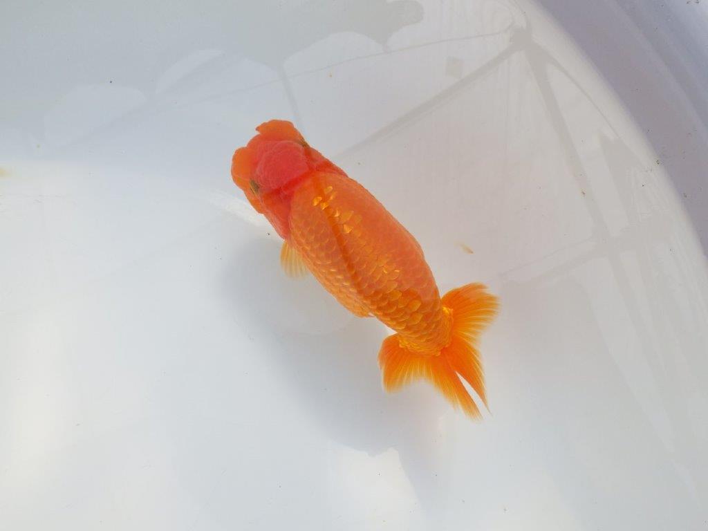 【 鉄板！！】フンタン＆胴つくりの良い更紗らんちゅう　東大関系統　約15㎝  メス？
