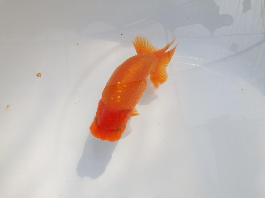【 鉄板！！】フンタン＆胴つくりの良い更紗らんちゅう　東大関系統　約15㎝  メス？