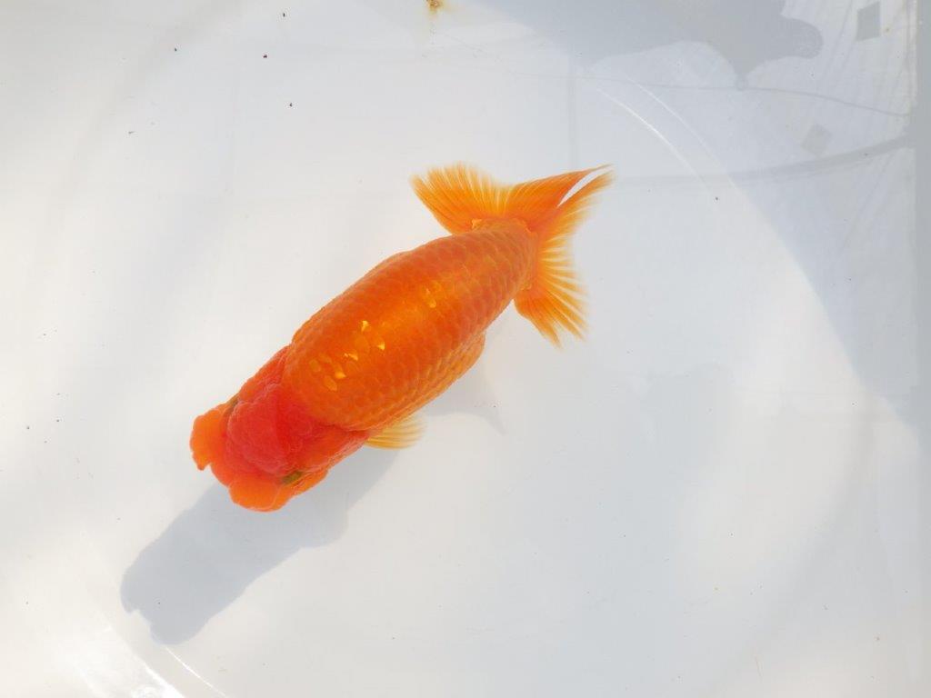 【 鉄板！！】フンタン＆胴つくりの良い更紗らんちゅう　東大関系統　約15㎝  メス？の上身