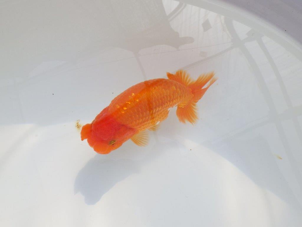 【 鉄板！！】フンタン＆胴つくりの良い更紗らんちゅう　東大関系統　約15㎝  メス？