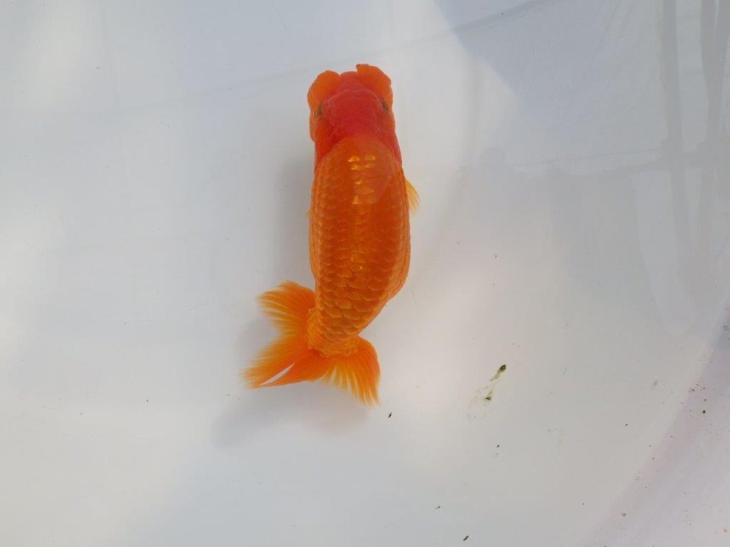 【 鉄板！！】フンタン＆胴つくりの良い更紗らんちゅう　東大関系統　約15㎝  メス？