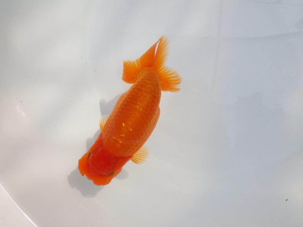 【 鉄板！！】フンタン＆胴つくりの良い更紗らんちゅう　東大関系統　約15㎝  メス？