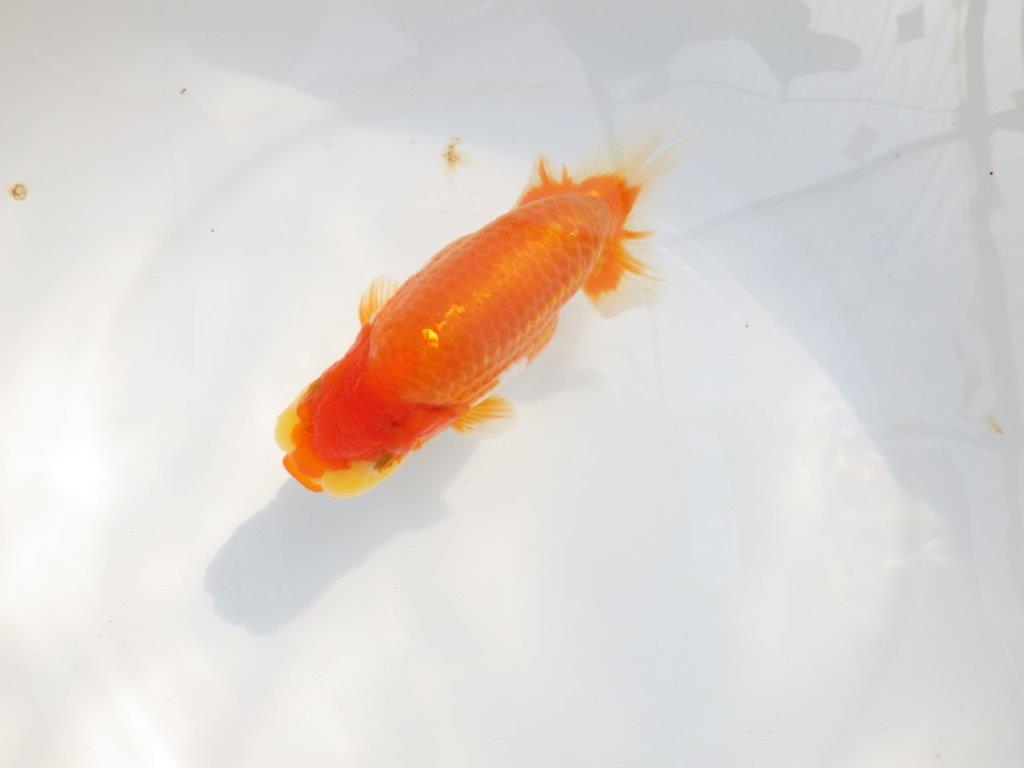 【 鉄板！！】大迫力の更紗らんちゅう　東大関系統　約16,5㎝  メス？の上身