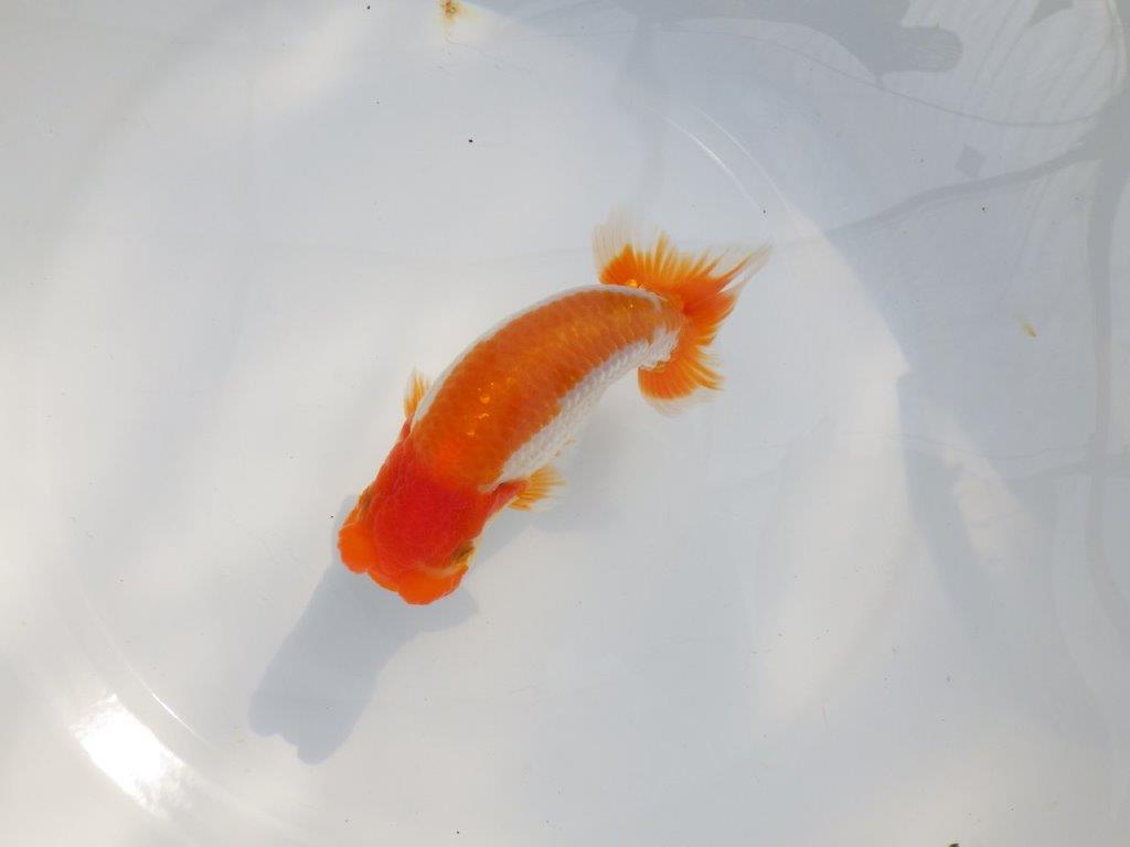 【 鉄板！！】目指せ品評大会！飼い込みお勧めらんちゅう　東大関系統　約14,5㎝  オス？