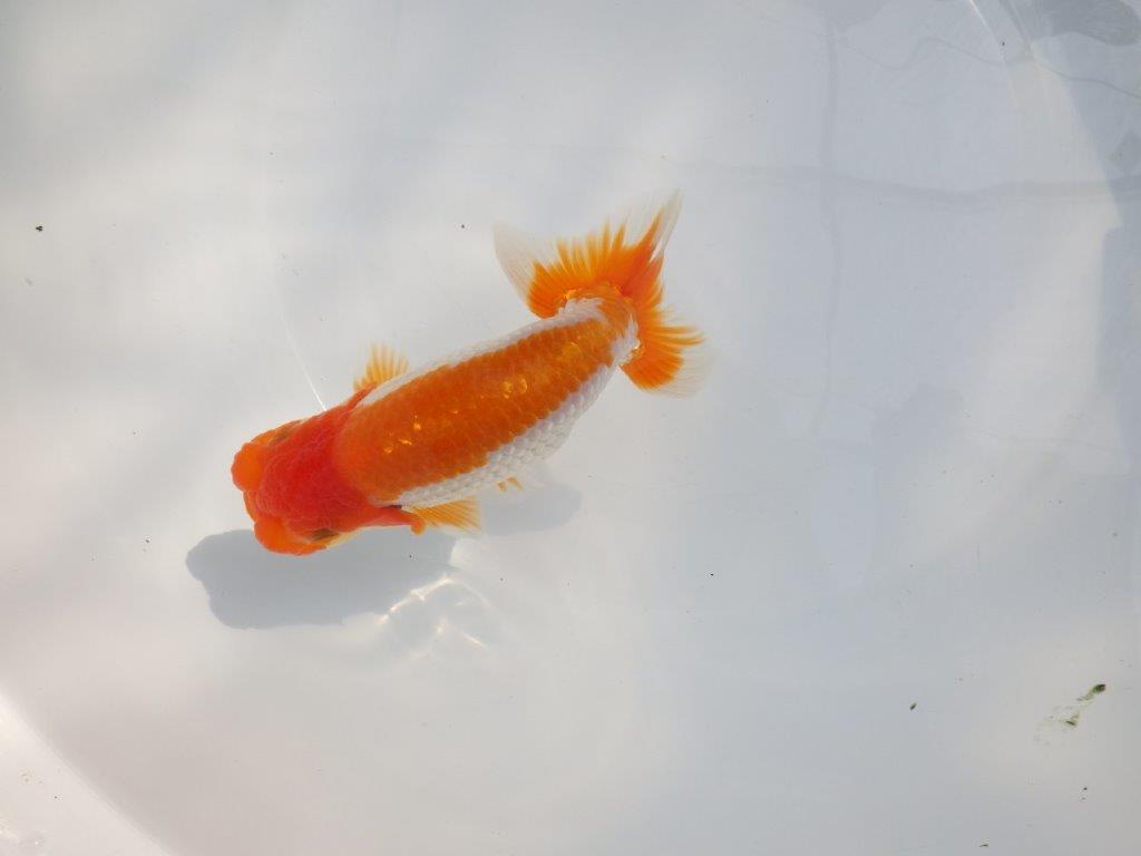 【 鉄板！！】目指せ品評大会！飼い込みお勧めらんちゅう　東大関系統　約14,5㎝  オス？
