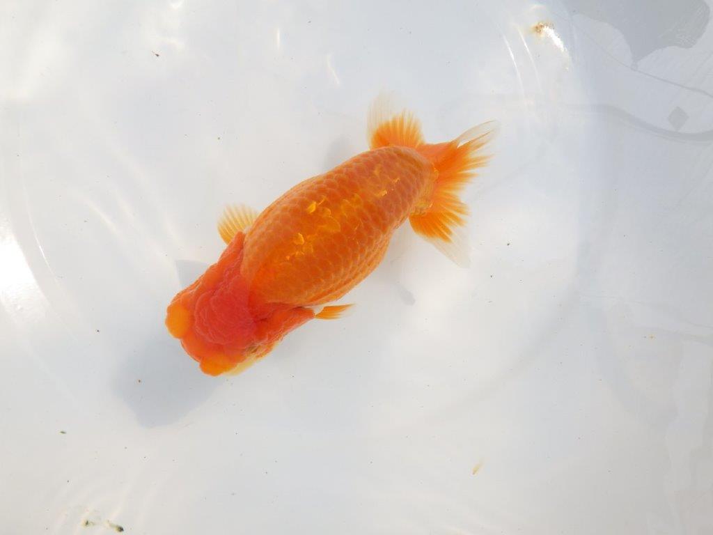 【 鉄板！！】当歳魚の部では大きすぎるので来年弐歳で！　東大関系統　約16㎝  メス？