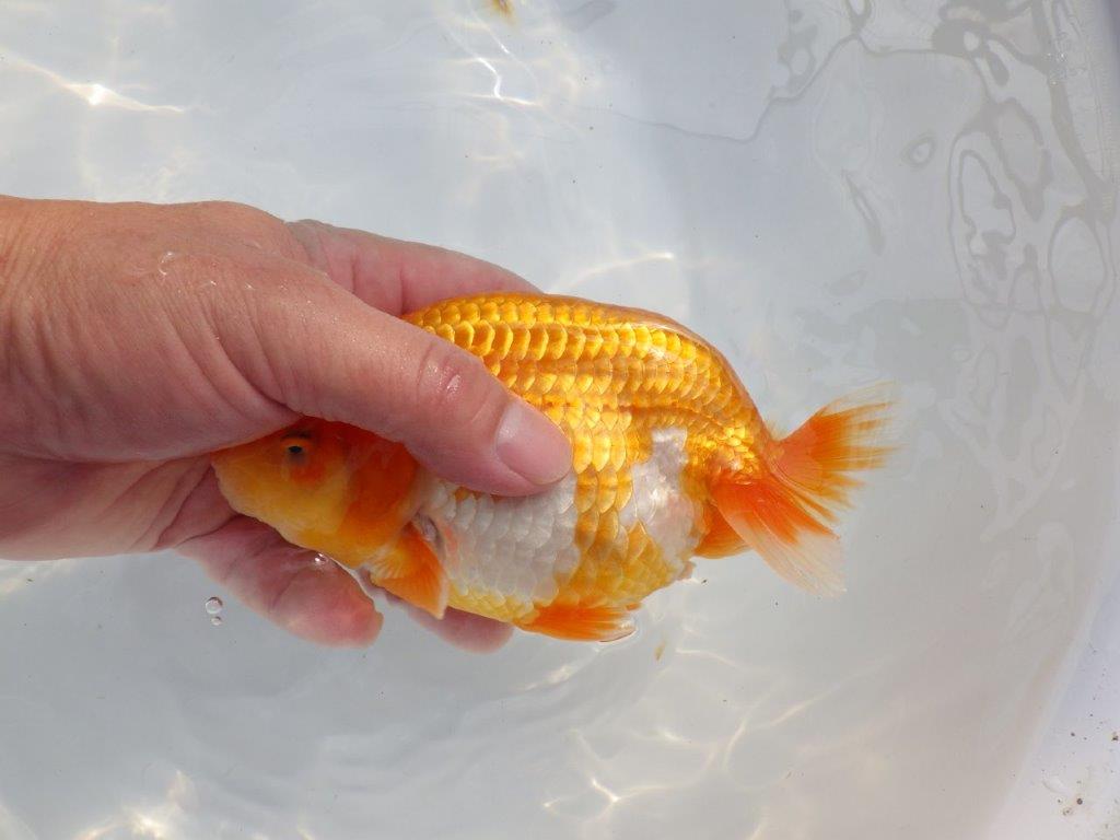 【 鉄板！！】当歳魚の部では大きすぎるので来年弐歳で！　東大関系統　約16㎝  メス？