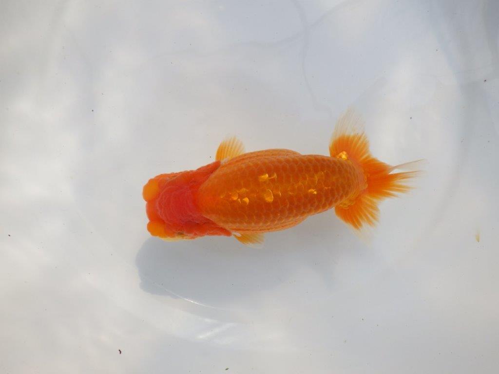 【 鉄板！！】当歳魚の部では大きすぎるので来年弐歳で！　東大関系統　約16㎝  メス？
