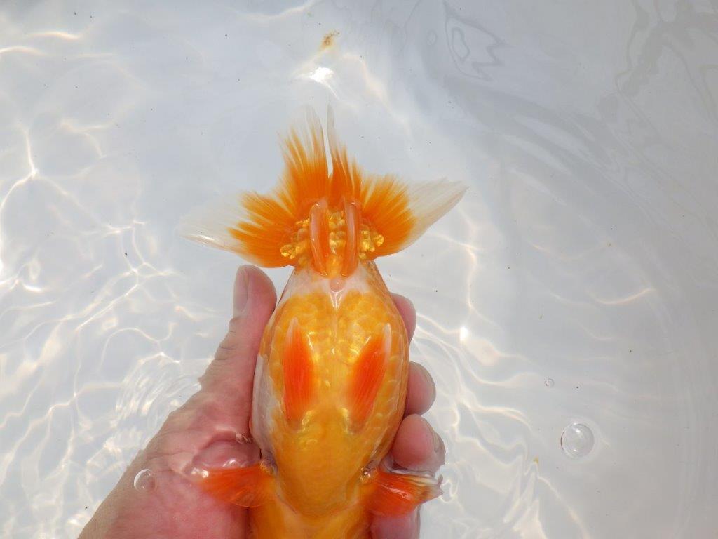 【 鉄板！！】当歳魚の部では大きすぎるので来年弐歳で！　東大関系統　約16㎝  メス？