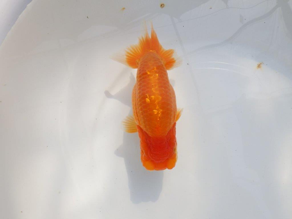 【 鉄板！！】当歳魚の部では大きすぎるので来年弐歳で！　東大関系統　約16㎝  メス？の上身