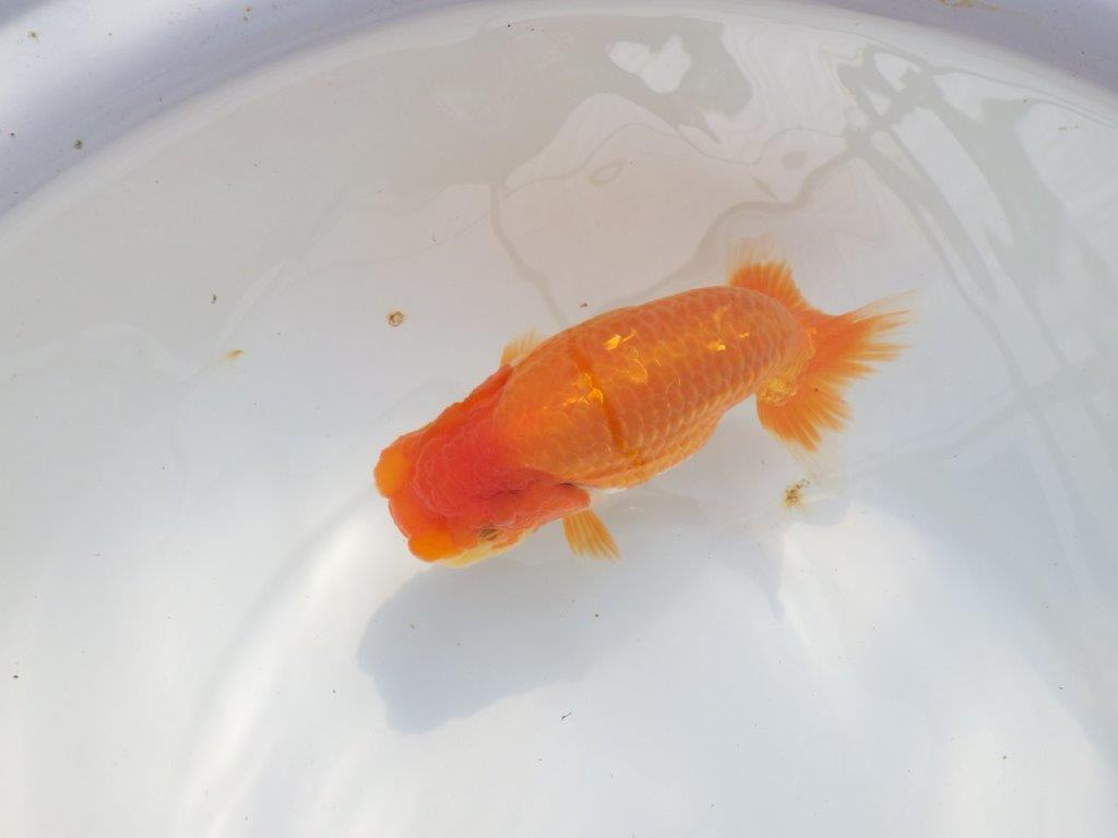 【 鉄板！！】当歳魚の部では大きすぎるので来年弐歳で！　東大関系統　約16㎝  メス？