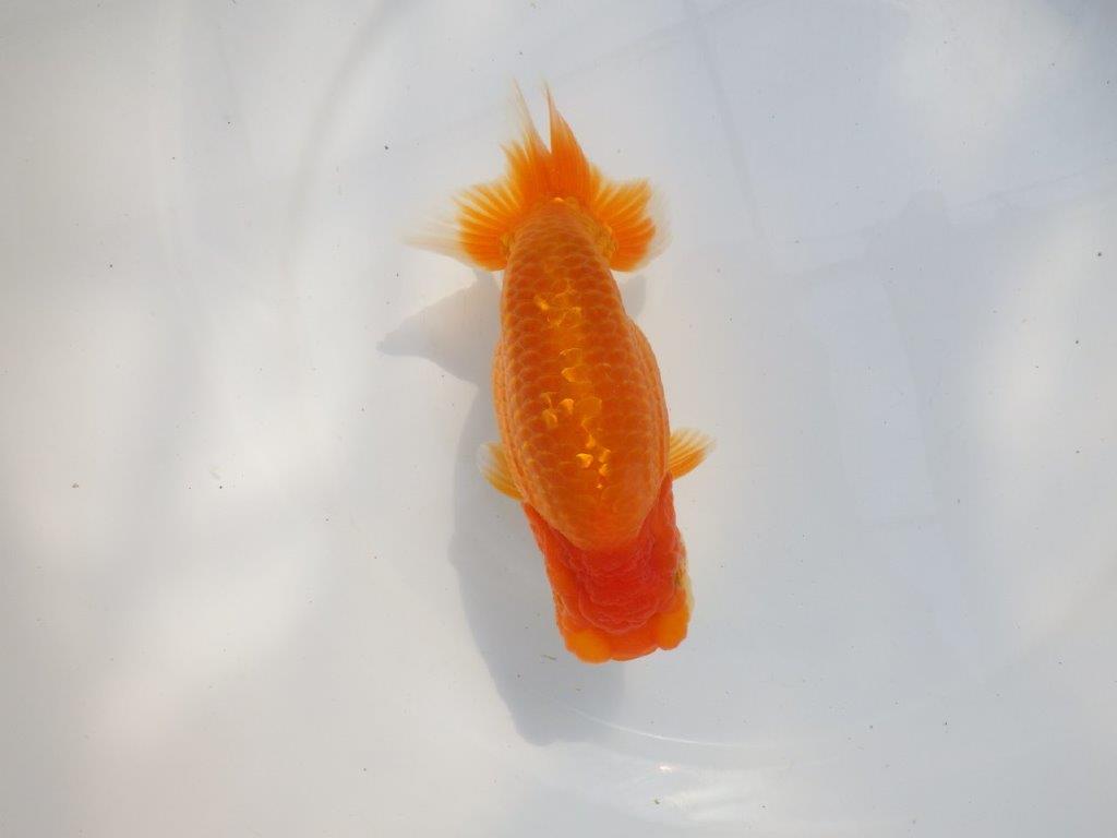 【 鉄板！！】当歳魚の部では大きすぎるので来年弐歳で！　東大関系統　約16㎝  メス？