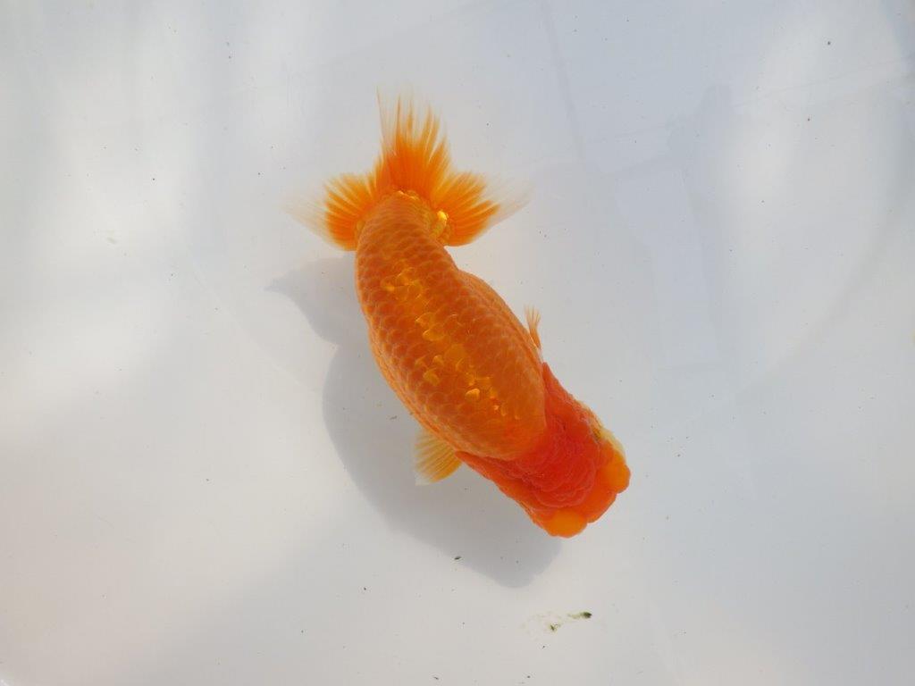 【 鉄板！！】当歳魚の部では大きすぎるので来年弐歳で！　東大関系統　約16㎝  メス？