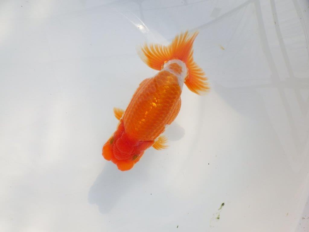【 鉄板！！】目指せ品評大会！上物更紗らんちゅう　東大関系統　約14㎝  オス？の上身