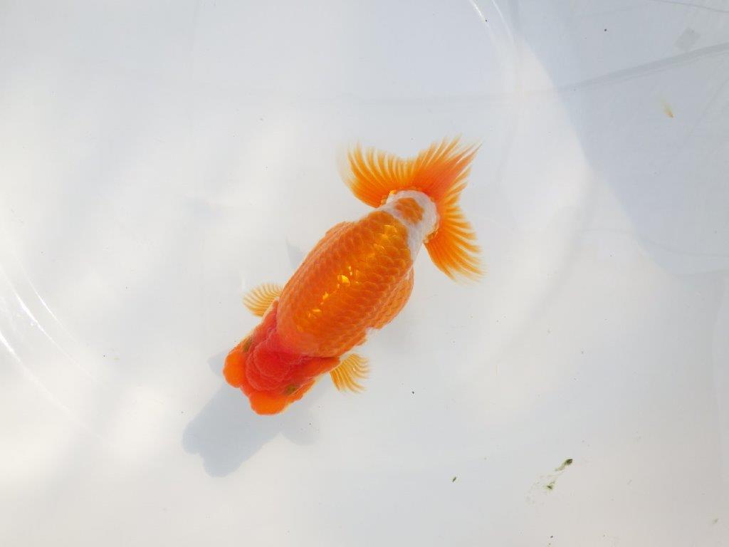 【 鉄板！！】目指せ品評大会！上物更紗らんちゅう　東大関系統　約14㎝  オス？