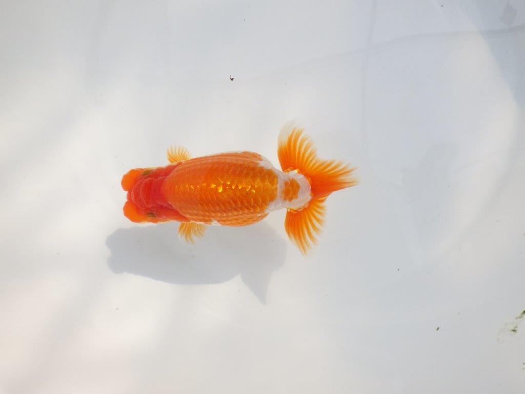 【 鉄板！！】目指せ品評大会！上物更紗らんちゅう　東大関系統　約14㎝  オス？