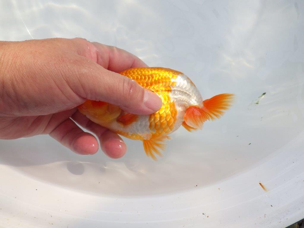 【 鉄板！！】目指せ品評大会！上物更紗らんちゅう　東大関系統　約14㎝  オス？