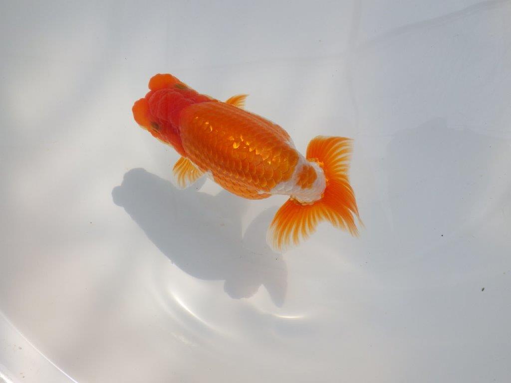 【 鉄板！！】目指せ品評大会！上物更紗らんちゅう　東大関系統　約14㎝  オス？