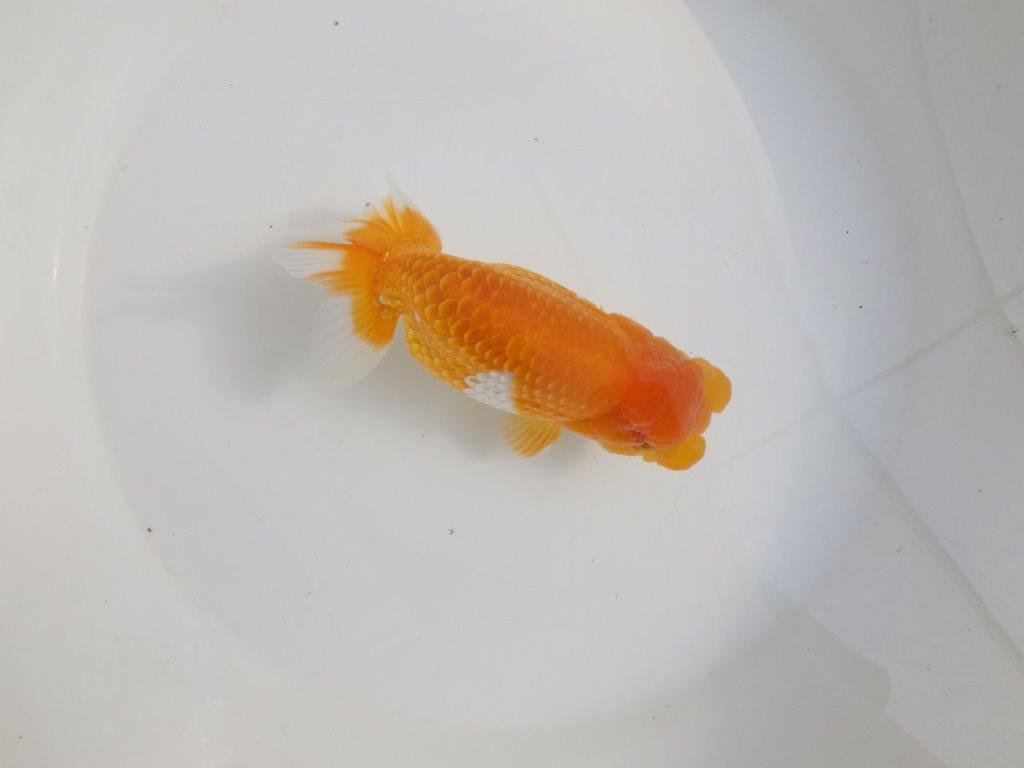 【激レア弐歳らんちゅう 】フンタンの発育も良い綺麗な更紗らんちゅう　約15㎝　メス？
