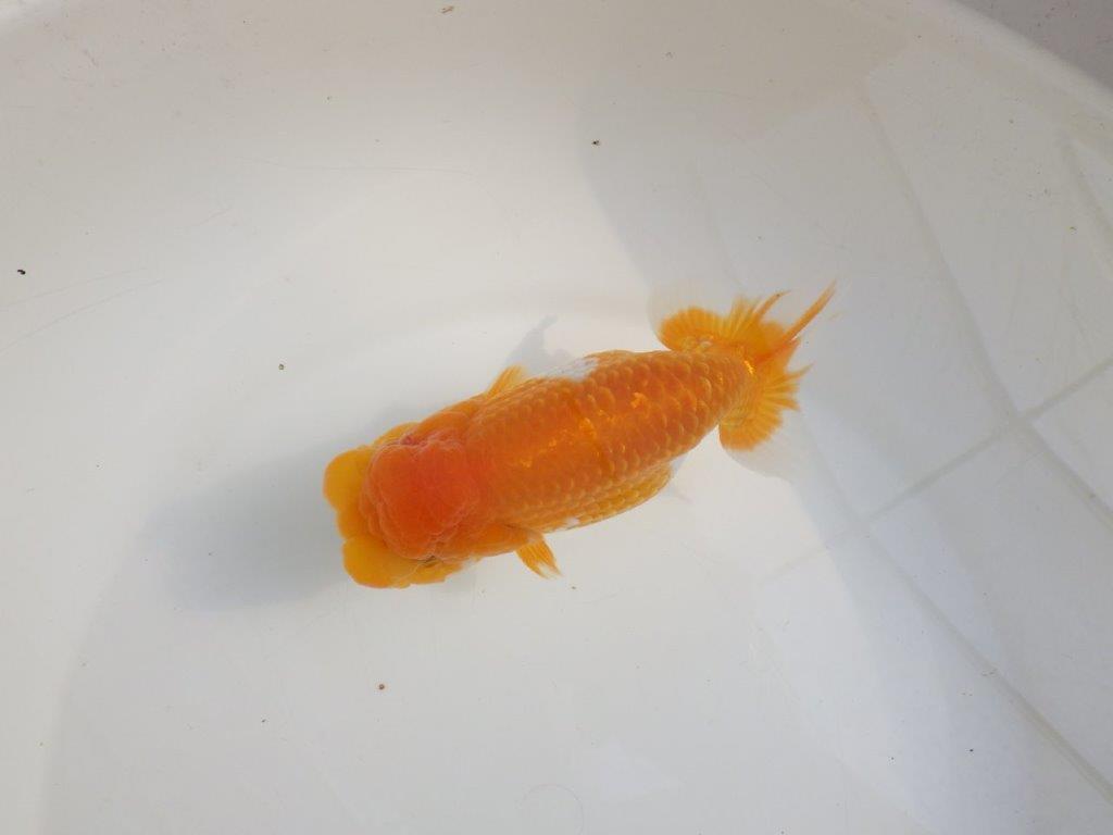 【激レア弐歳らんちゅう 】フンタンの発育も良い綺麗な更紗らんちゅう　約15㎝　メス？