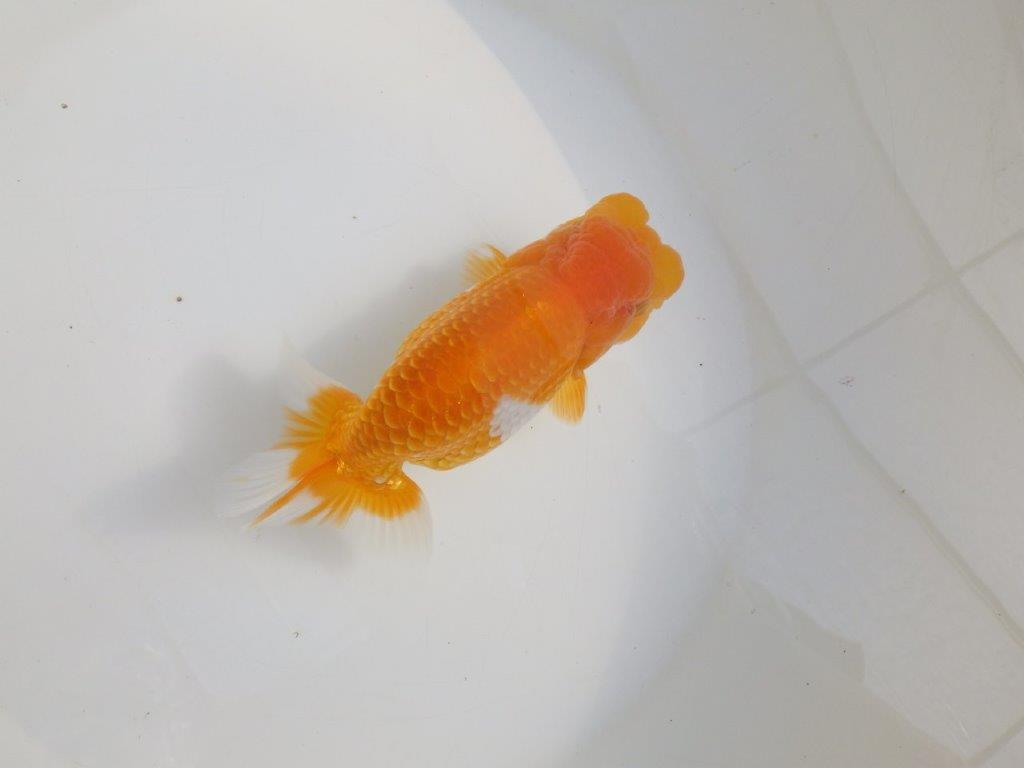 【激レア弐歳らんちゅう 】フンタンの発育も良い綺麗な更紗らんちゅう　約15㎝　メス？