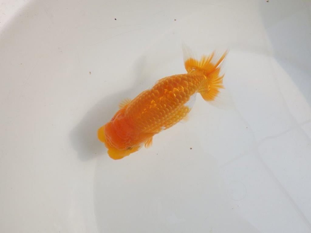 【激レア弐歳らんちゅう 】フンタンの発育も良い綺麗な更紗らんちゅう　約15㎝　メス？