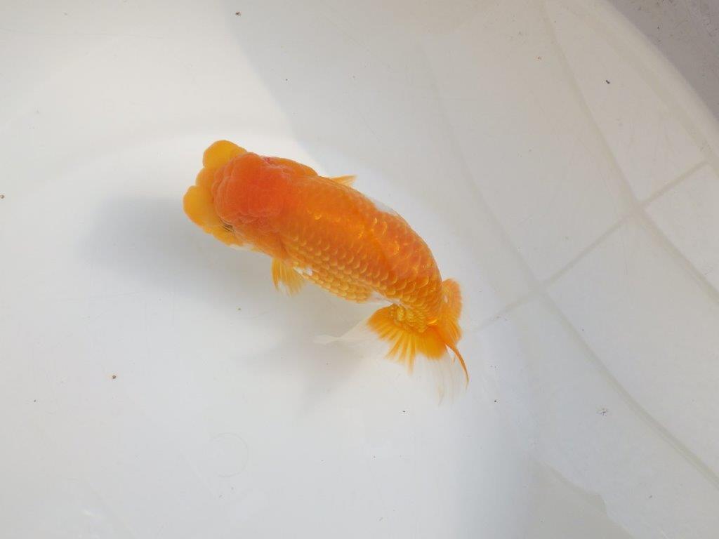 【激レア弐歳らんちゅう 】フンタンの発育も良い綺麗な更紗らんちゅう　約15㎝　メス？