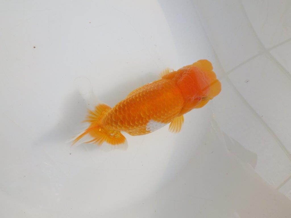 【激レア弐歳らんちゅう 】フンタンの発育も良い綺麗な更紗らんちゅう　約15㎝　メス？