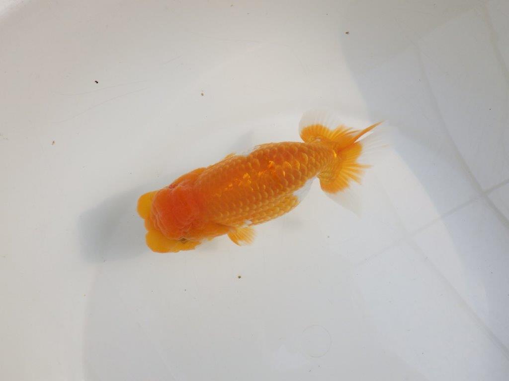 【激レア弐歳らんちゅう 】フンタンの発育も良い綺麗な更紗らんちゅう　約15㎝　メス？
