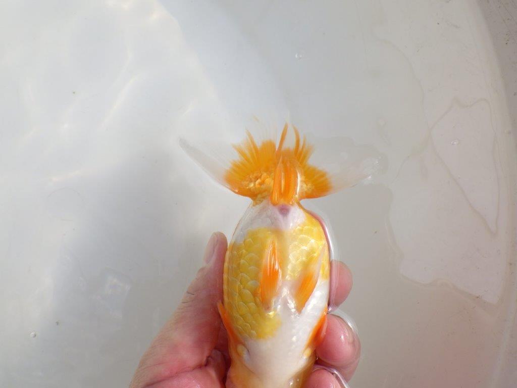 【激レア弐歳らんちゅう 】フンタンの発育も良い綺麗な更紗らんちゅう　約15㎝　メス？