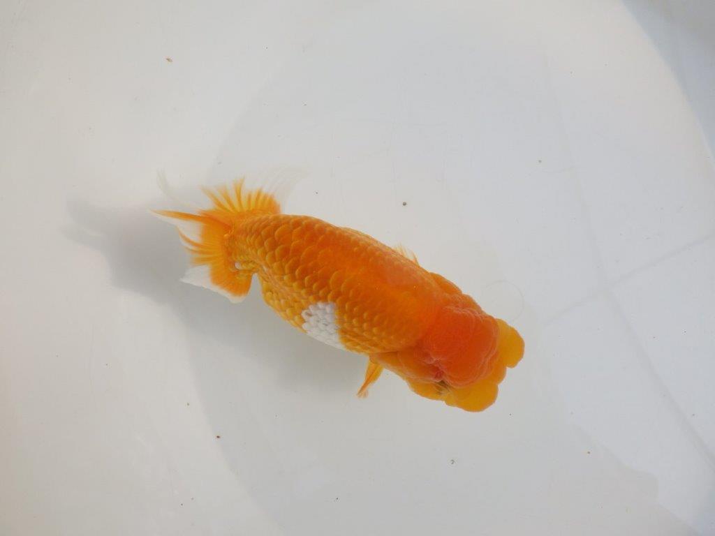 【激レア弐歳らんちゅう 】フンタンの発育も良い綺麗な更紗らんちゅう　約15㎝　メス？の上身