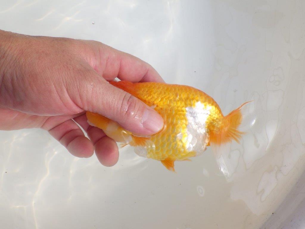 【激レア弐歳らんちゅう 】フンタンの発育も良い綺麗な更紗らんちゅう　約15㎝　メス？