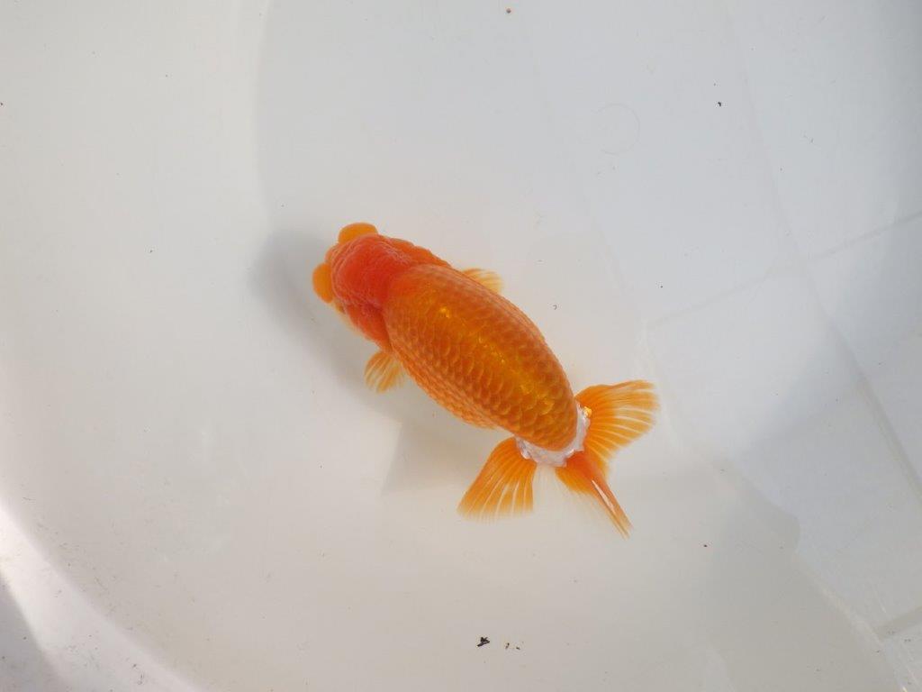 【激レア弐歳らんちゅう 】冬場は飼い込み来シーズンは品評大会！更紗らんちゅう　約15㎝　オス？